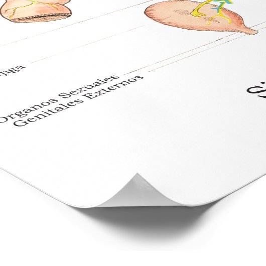 Poster für das autonome Nervensystem in der spanis (Ecke)