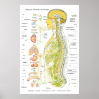 Poster für das autonome Nervensystem in der spanis