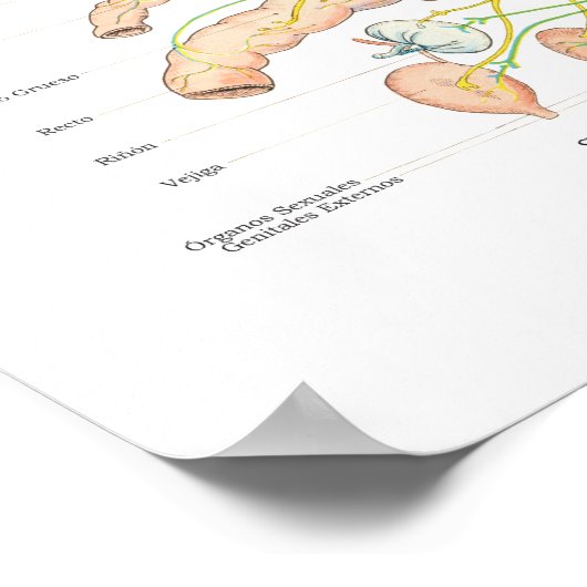 Poster für das spanische autonome Nervensystem (Ecke)