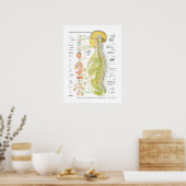 Poster für das spanische autonome Nervensystem (Küche)