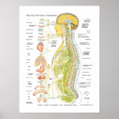 Poster für das spanische autonome Nervensystem (Vorne)