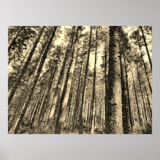 Poster für dramatische Waldbaumen (Vorne)