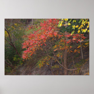Poster für Herbst-Bäume