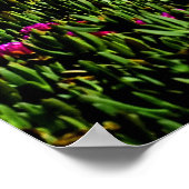 Poster für kalifornische Blume (Ecke)