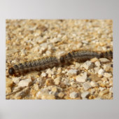 Poster für prozessuale Raupen (Vorne)