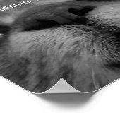 Poster für Schwarz/Weiß-Katzen (Ecke)