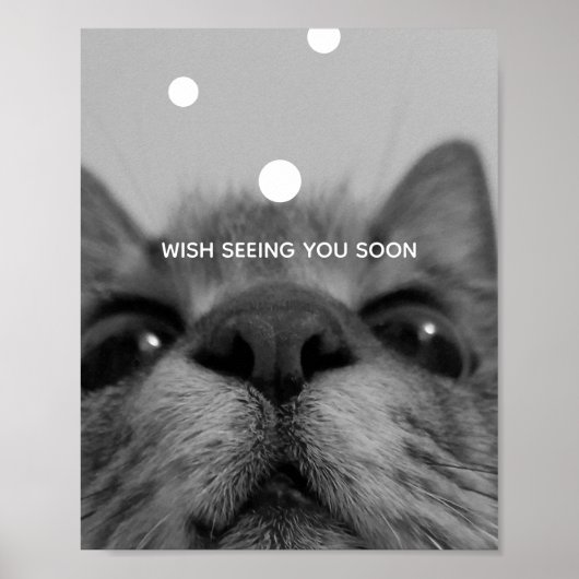 Poster für Schwarz/Weiß-Katzen (Vorne)