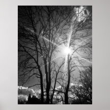 Poster für Sonnenstrahlen und Baumzweige