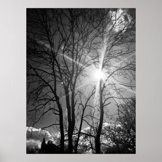 Poster für Sonnenstrahlen und Baumzweige (Vorne)