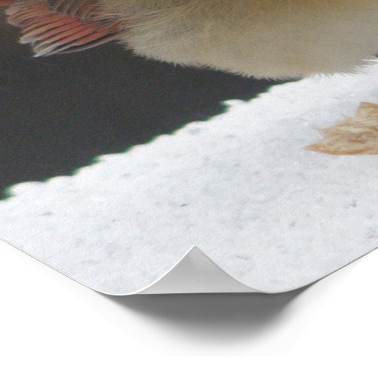 Poster für weibliche Kardinäle (Ecke)