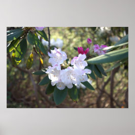 Poster für weiße Blume