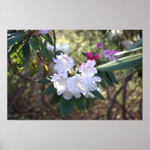 Poster für weiße Blume