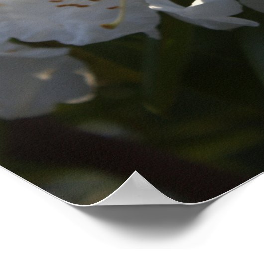 Poster für weiße Blume (Ecke)