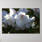 Poster für weiße Blume (Vorne)