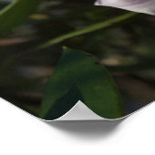 Poster für weiße und rosa Blume (Ecke)