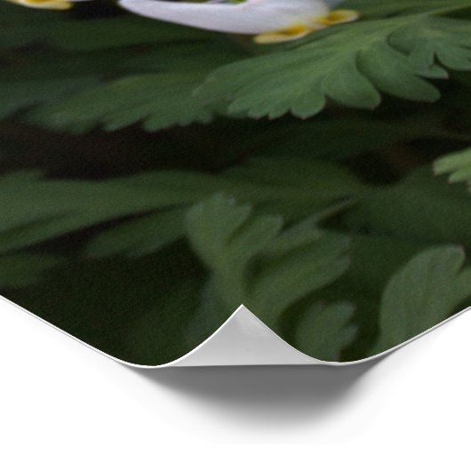 Poster für weiße Wildblumen (Ecke)