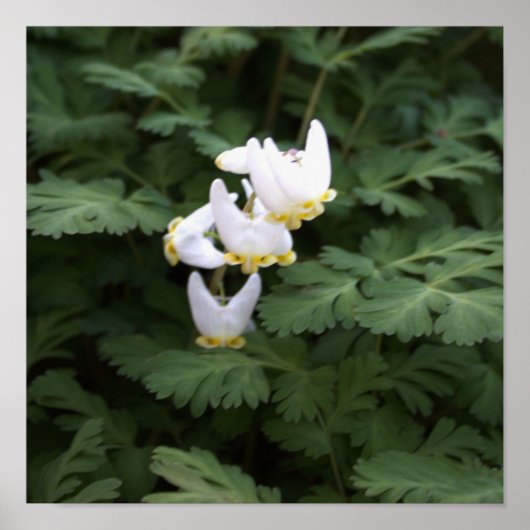 Poster für weiße Wildblumen (Vorne)