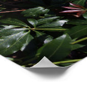 Poster für weiße Wildblumen (Ecke)