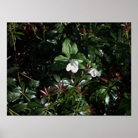 Poster für weiße Wildblumen (Vorne)