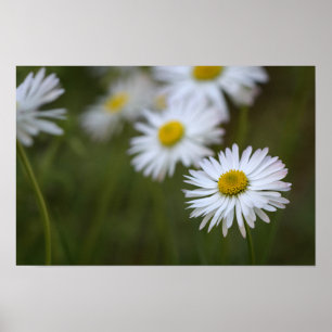 Poster Gänseblümchen Blume Floral Naturfotografie