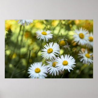 Poster Gänseblümchen Blumen Floral Naturfotografie
