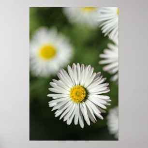 Poster Gänseblümchen Florale Naturfotografie