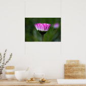 Poster Gänseblümchen Fotografie (Küche)