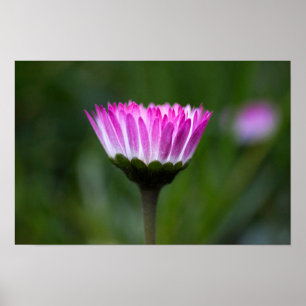 Poster Gänseblümchen Fotografie
