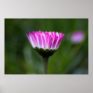 Poster Gänseblümchen Fotografie