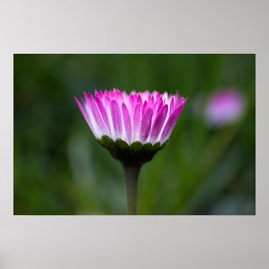 Poster Gänseblümchen Fotografie (Vorne)