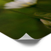 Poster Gänseblümchen Fotografie (Ecke)