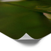 Poster Gänseblümchen Fotografie (Ecke)