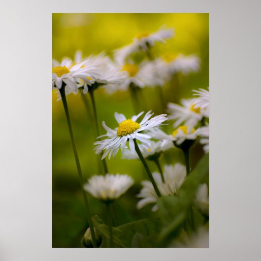 Poster Gänseblümchen Fotografie (Vorne)