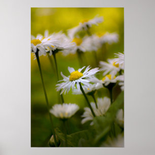 Poster Gänseblümchen Fotografie