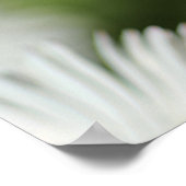 Poster Gänseblümchen in Blüte (Ecke)