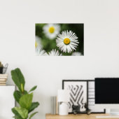 Poster Gänseblümchen in Blüte (Heimbüro)
