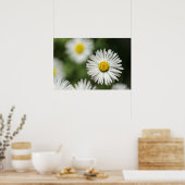 Poster Gänseblümchen in Blüte (Küche)