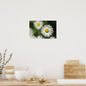 Poster Gänseblümchen in Blüte (Küche)