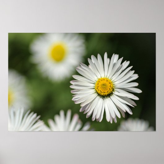 Poster Gänseblümchen in Blüte (Vorne)
