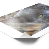 Póster gato azul ruso fotodruck (Ecke)