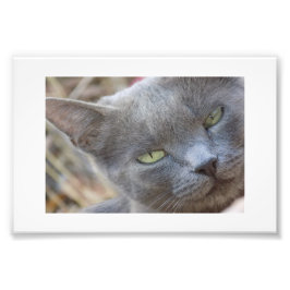 Póster gato azul ruso fotodruck