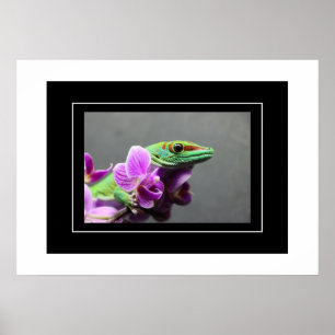 Poster Gecko