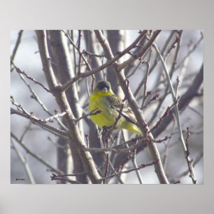 Poster - Gelber Vogel in Branchen