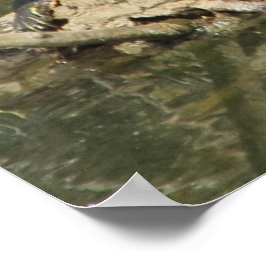 Poster - gemalte Schildkröten (Ecke)