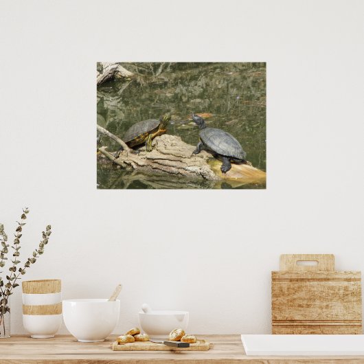 Poster - gemalte Schildkröten (Küche)