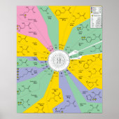 Poster GeneticCode Aminosäuren-Codons (Vorne)