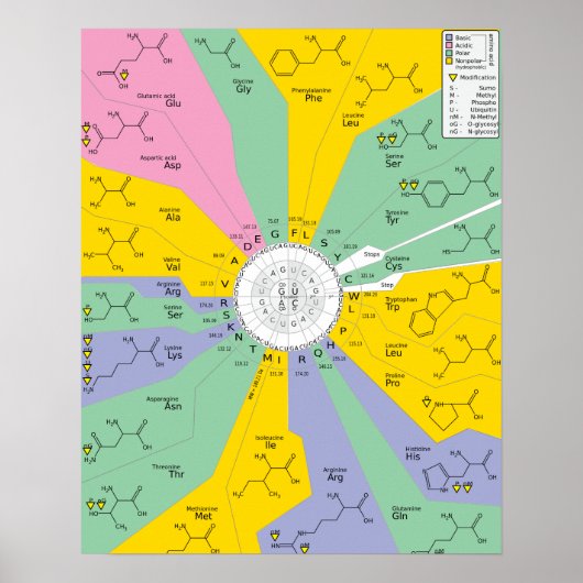 Poster GeneticCode Aminosäuren-Codons (Vorne)