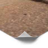 Poster German Shepherd (Ecke)