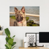 Poster German Shepherd (Heimbüro)