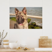 Poster German Shepherd (Küche)